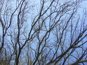 Wald - Äste vor blauem Himmel